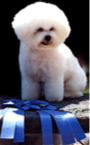 Bichon Frise of the California Wine Country