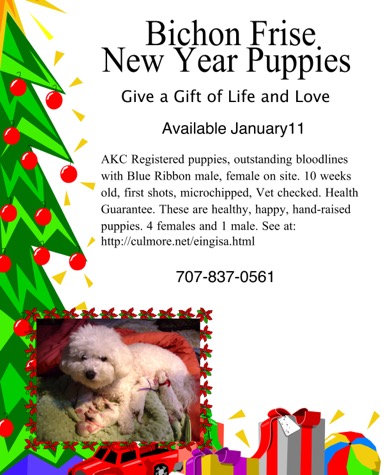 New Year Puppies for Sale